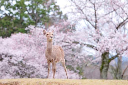 Nara Park, khu vườn cổ tích giữa đời thật