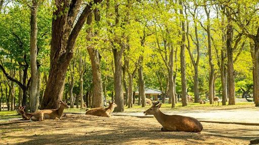 Thiên nhiên xanh mát yên bình tại Nara Park