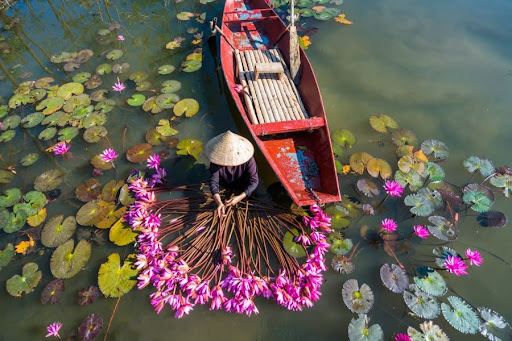 Mùa sen nở ở Ninh Bình