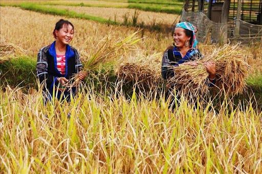 Người H-Mông gặt lúa chín với nụ cười tươi trên môi