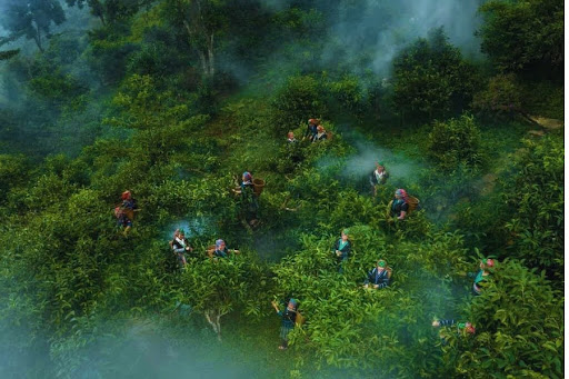 Trà Shan tuyết được hái vào sáng sớm khi trời vẫn còn mờ sương