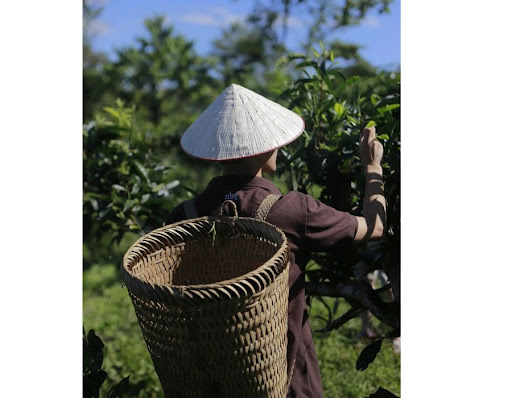 Đến Suối Giàng còn có thể tham gia hoạt động hái trà cùng người dân địa phương
