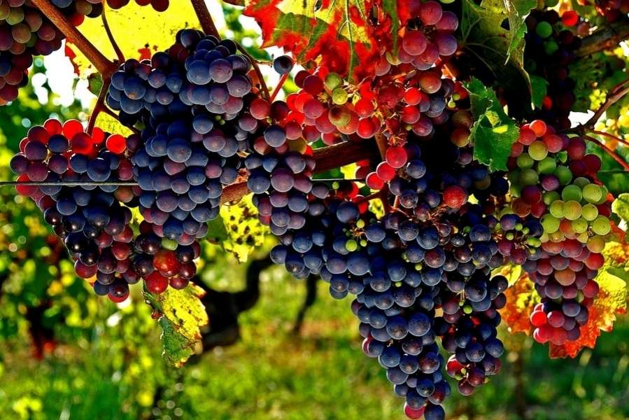 Giống nho Gamay phát triển mạnh mẽ tại vùng Beaujolais, phía bắc Lyon