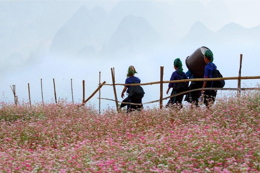 Người dân địa phương gắn bó với loài hoa tam giác mạch qua bao thế hệ.