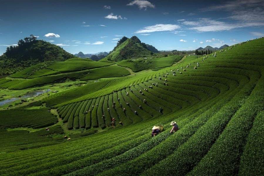 Đồi chè trái tim như một tuyệt tác giữa đất trời bao la