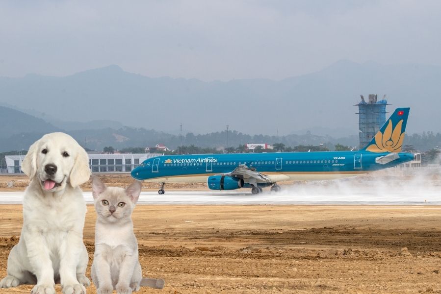 Chuẩn bị đầy đủ giấy tờ để có thể gửi thú cưng bằng máy bay của Vietnam Airlines