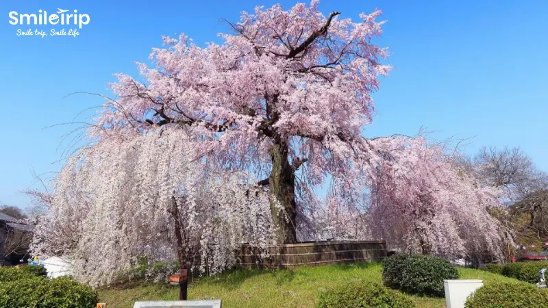 Ngắm hoa anh đào ở Công viên Osaka Castle