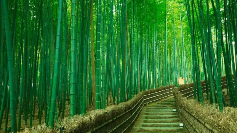 Arashiyama – Rừng trúc và không gian thanh tịnh cho du khách