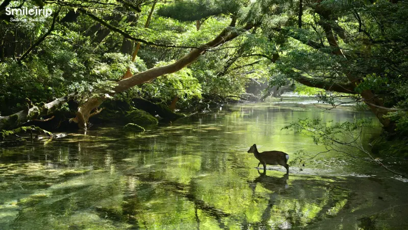 Khu rừng nguyên sinh Yakushima - điểm đến lý tưởng cho những tín đồ thiên nhiên